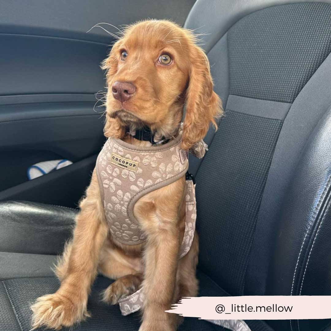 Mocha Flower Luxe Harness / COCOPUP