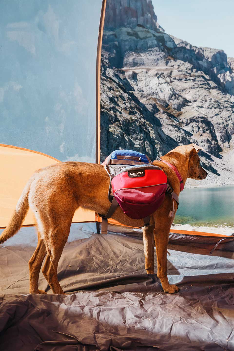 Sunset Dog Backpack / Alpha Pak