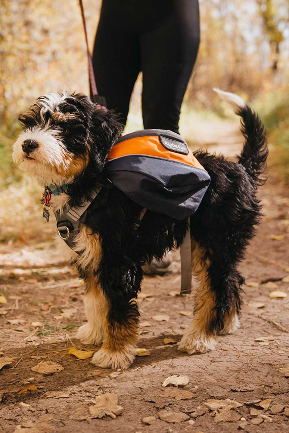 Mile High Dog Backpack / Alpha Pak