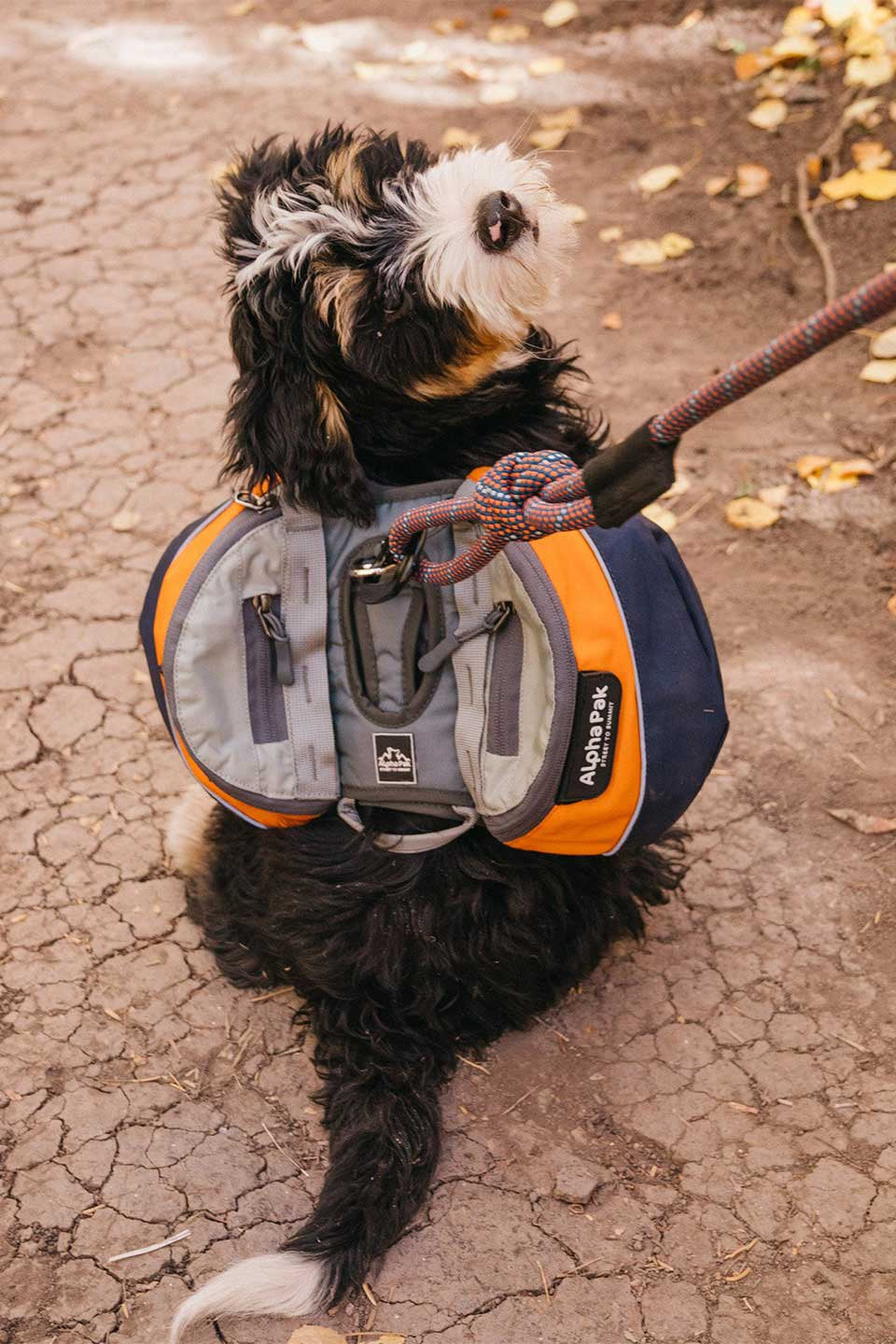 Mile High Dog Backpack / Alpha Pak