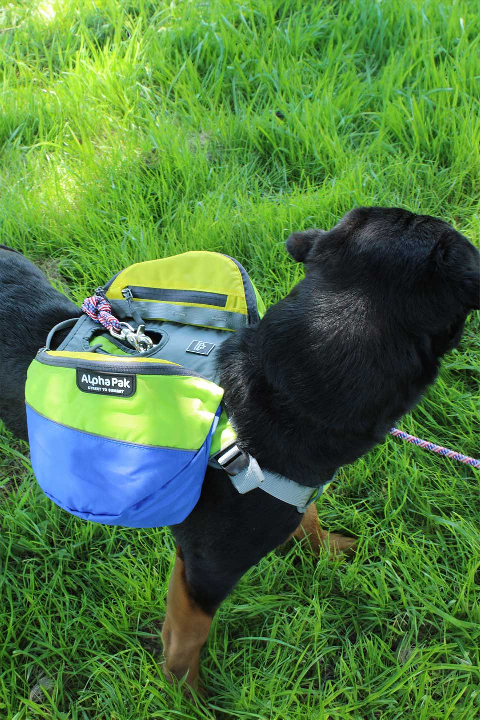 Rainforest Dog Backpack / Alpha Pak