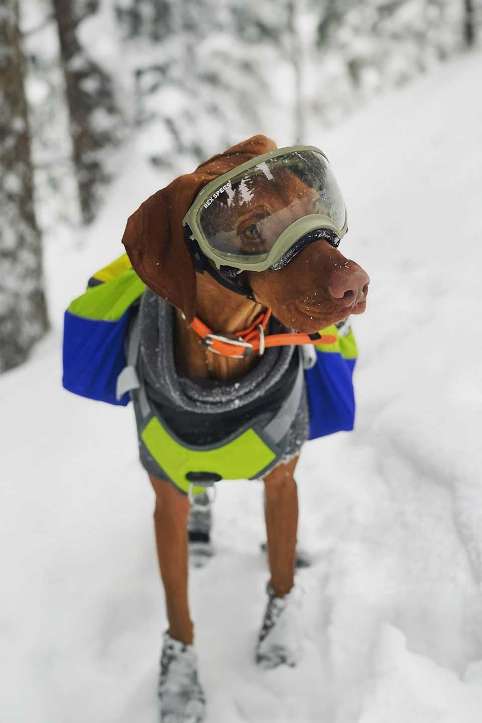 Rainforest Dog Backpack / Alpha Pak