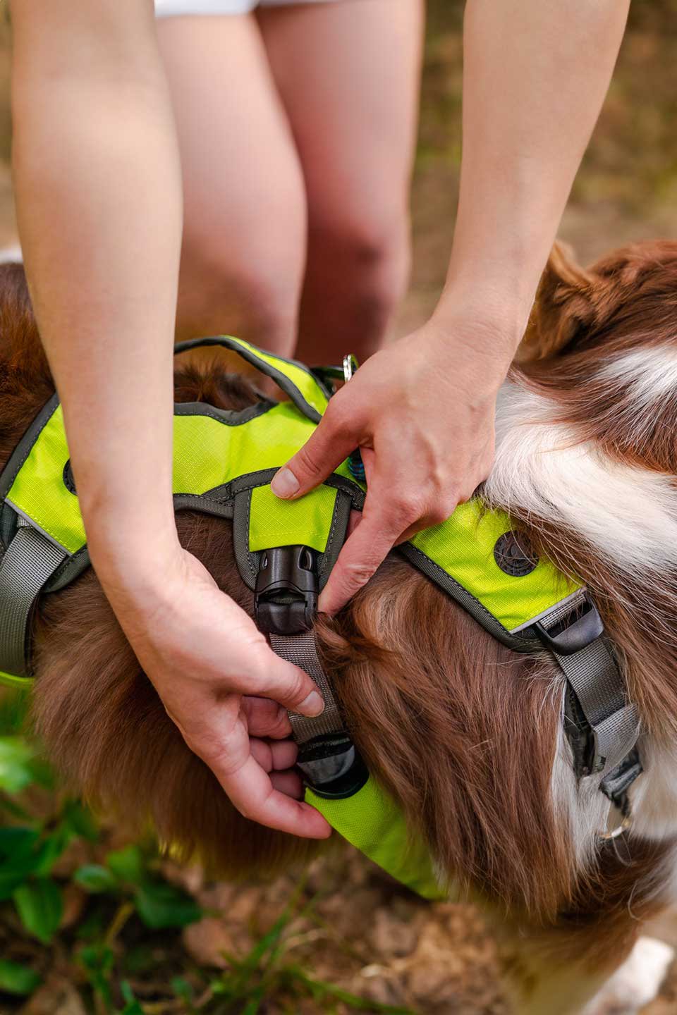 Wanderer Dog Backpack / Alpha Pak