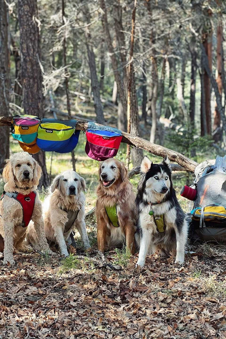Wanderer Retro Dog Backpack / Alpha Pak