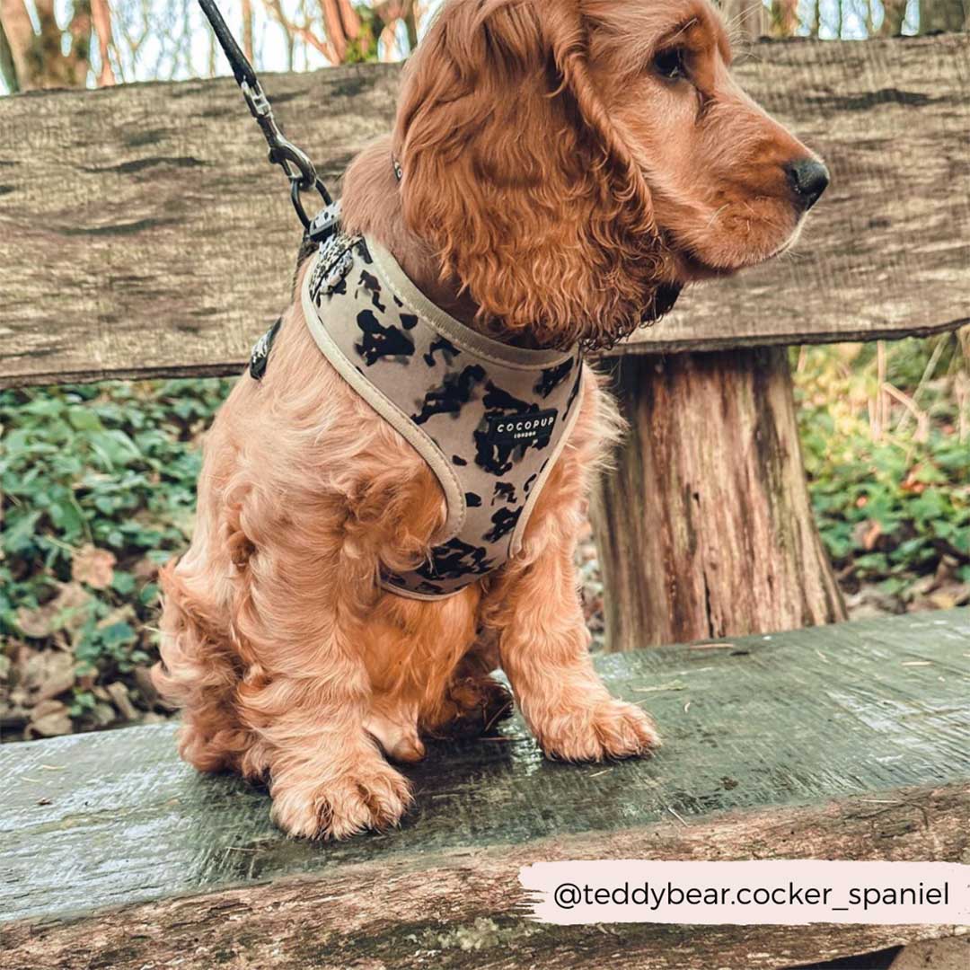 Ivory Tote Harness & Puppy Lead Set / COCOPUP