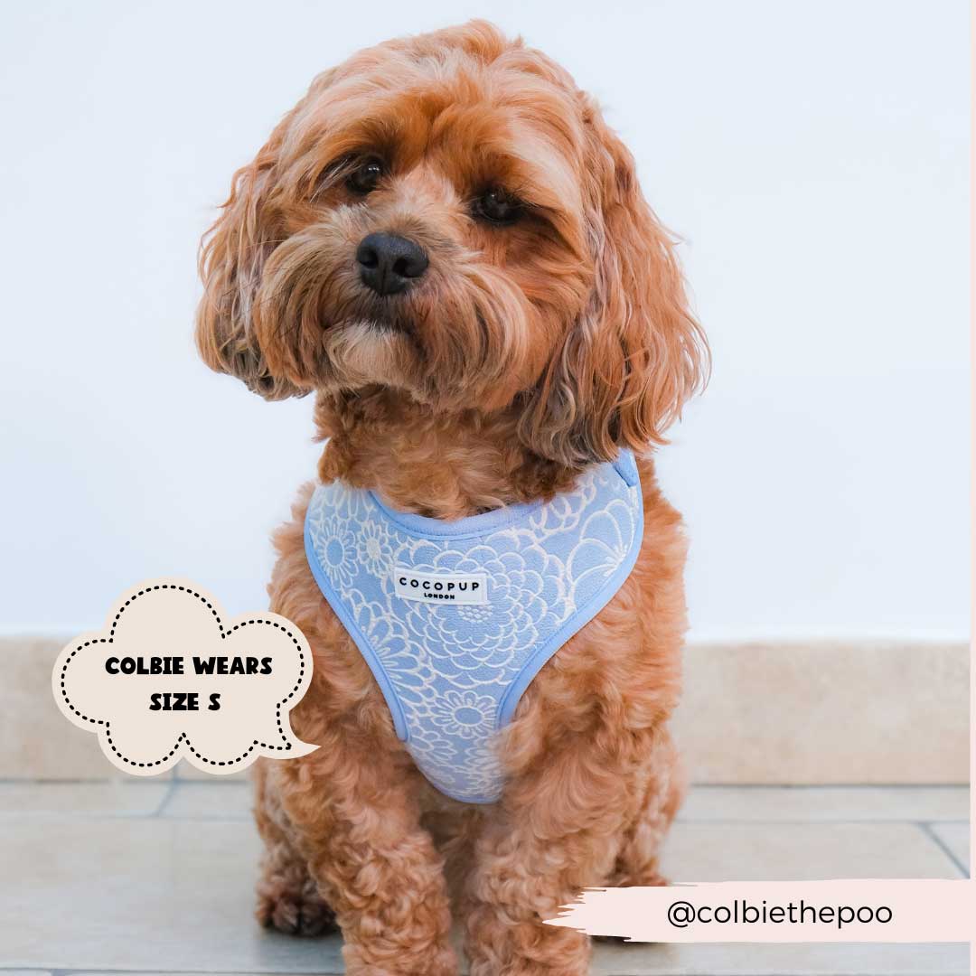 Baby Blue Flower Luxe Harness / COCOPUP