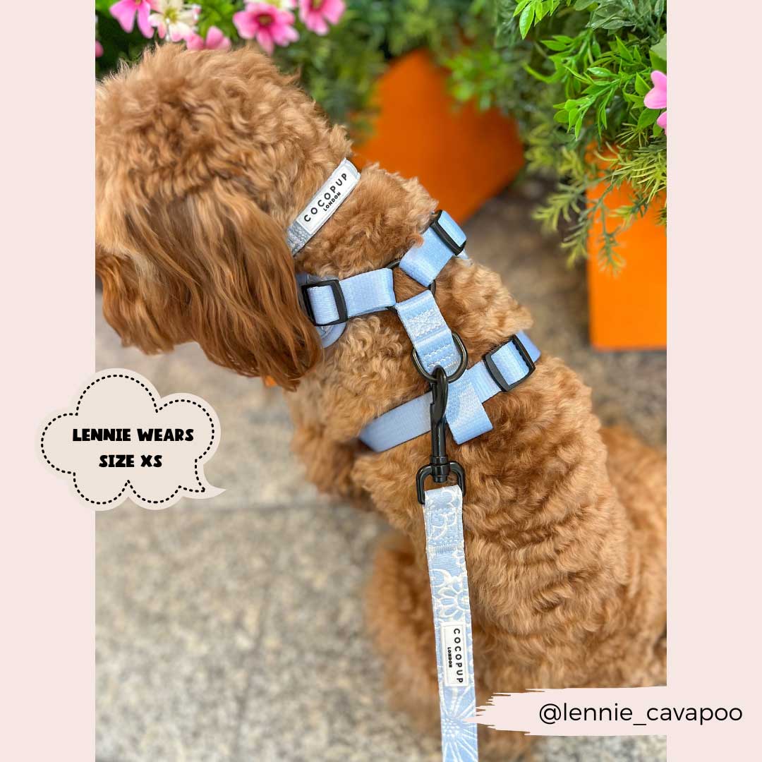 Baby Blue Flower Luxe Harness / COCOPUP