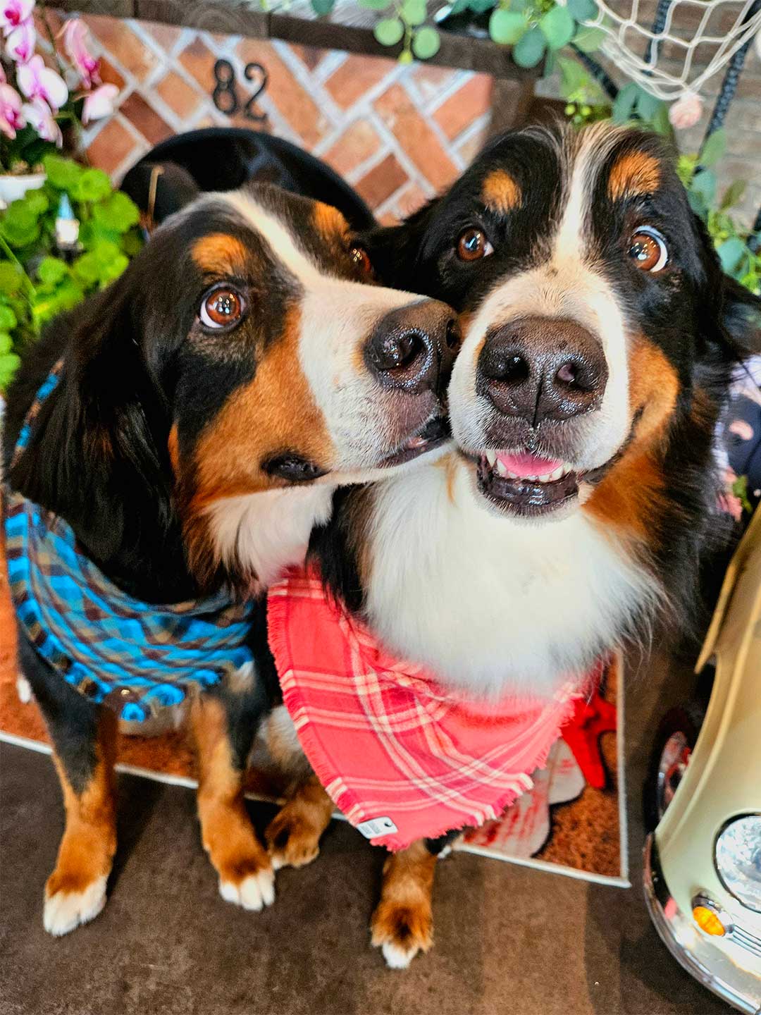 Evergreen Fringe Dog Bandana / DOGDOG GOOSE
