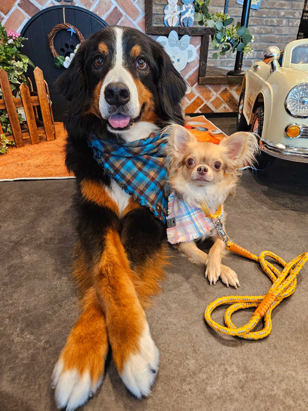 Evergreen Fringe Dog Bandana / DOGDOG GOOSE