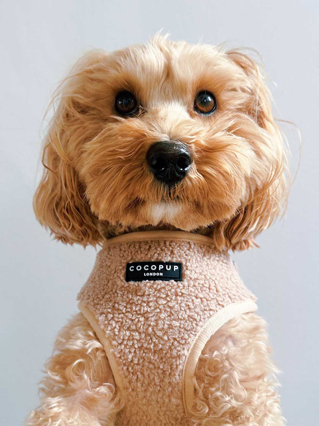 Teddy Beige Soft Harness / COCOPUP