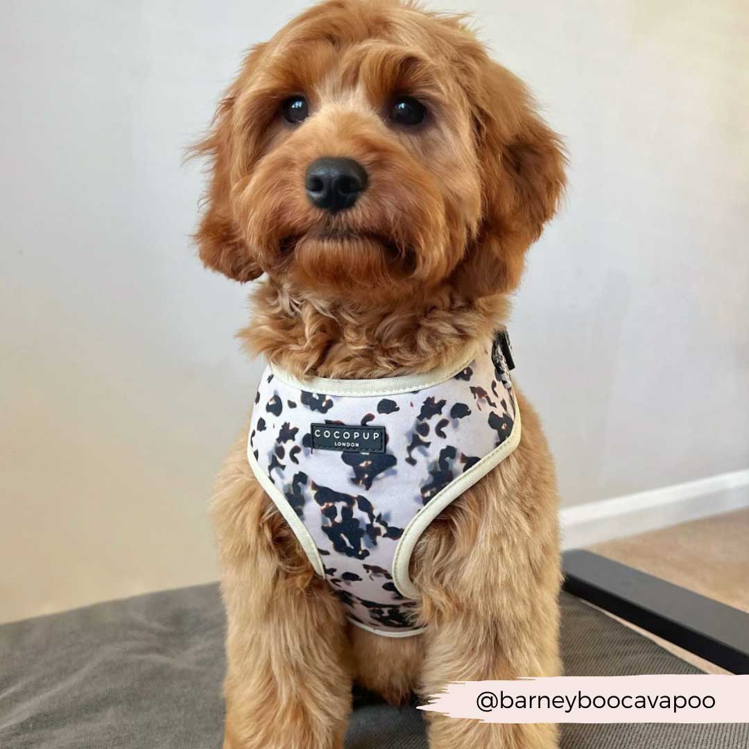 Ivory Tote Harness & Puppy Lead Set / COCOPUP