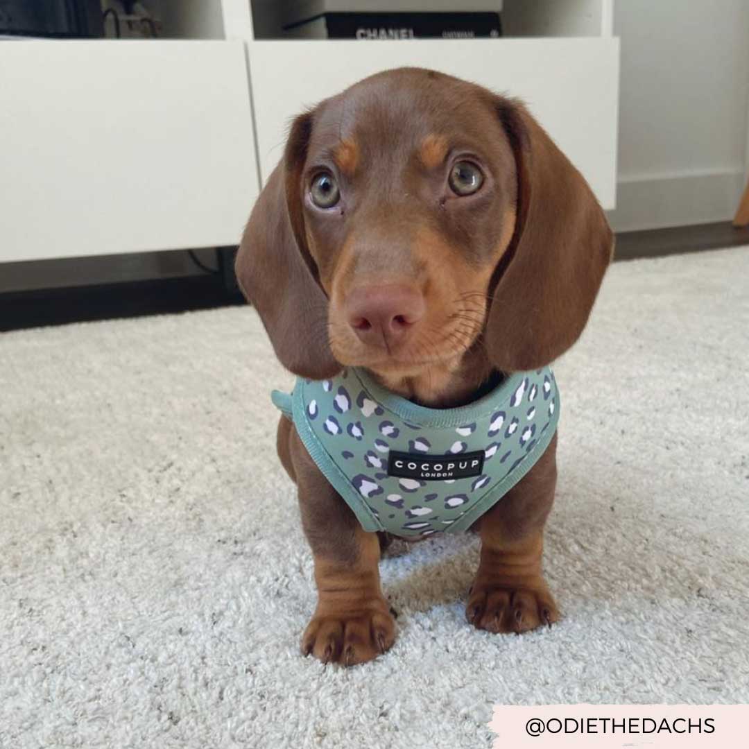 Sage Leopard Harness / COCOPUP