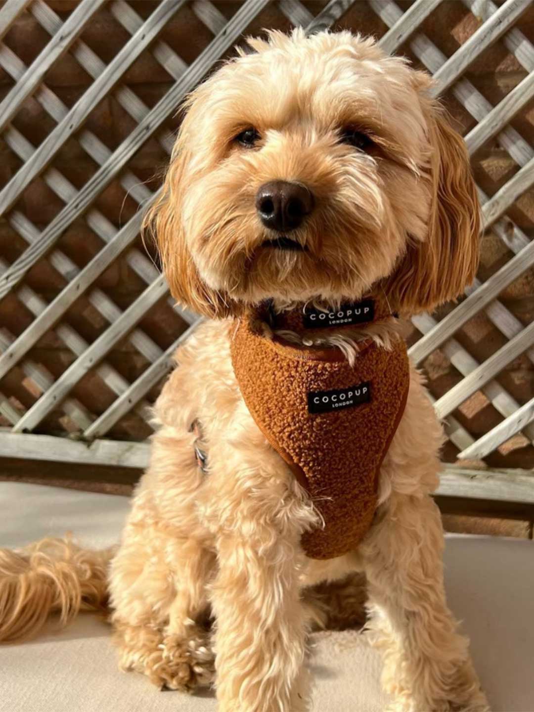 Teddy Brown Soft Harness / COCOPUP