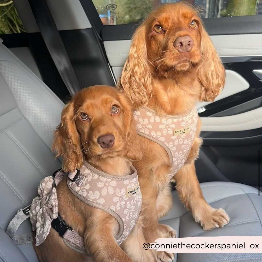 Mocha Flower Luxe Harness / COCOPUP