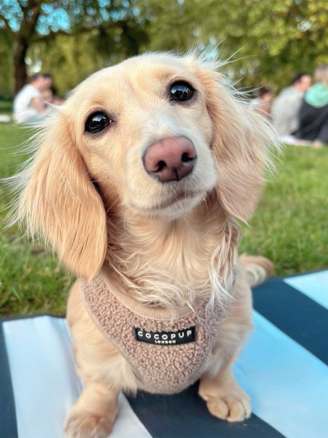 Teddy Beige Soft Harness / COCOPUP