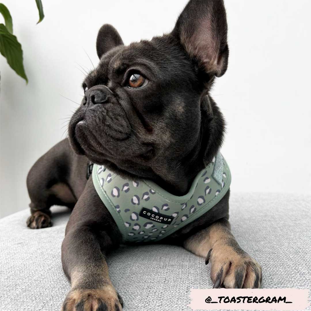 Sage Leopard Harness / COCOPUP