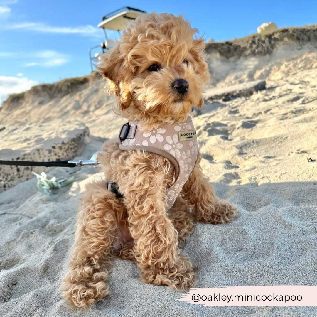 Mocha Flower Luxe Harness / COCOPUP