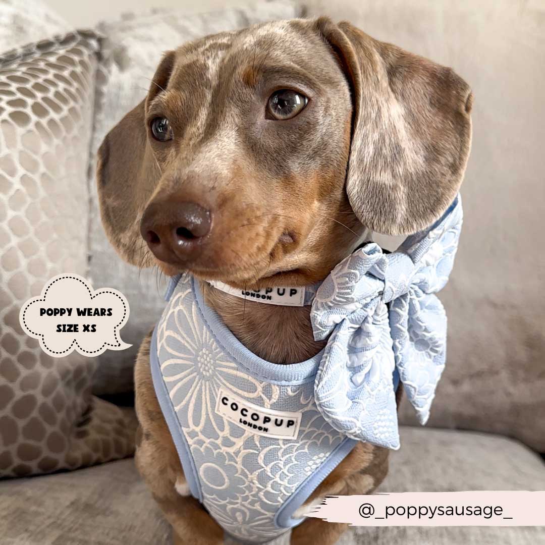 Baby Blue Flower Luxe Harness / COCOPUP