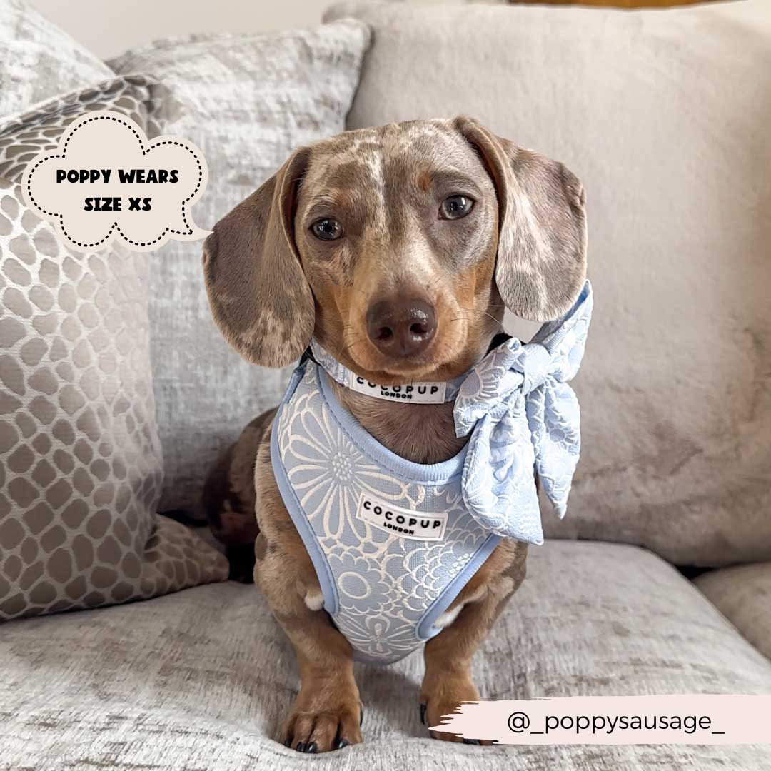 Baby Blue Flower Luxe Harness / COCOPUP