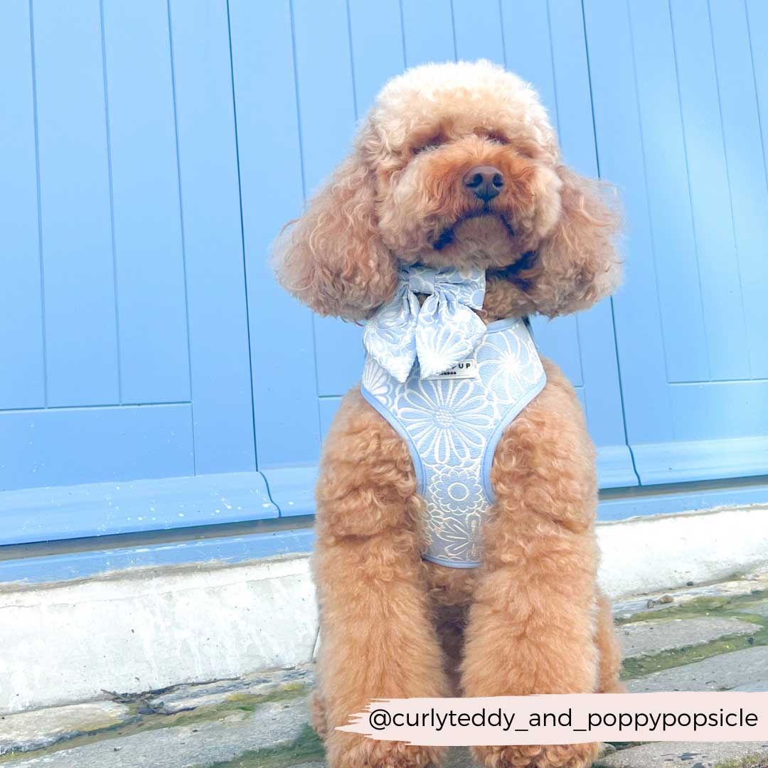 Baby Blue Flower Luxe Harness / COCOPUP