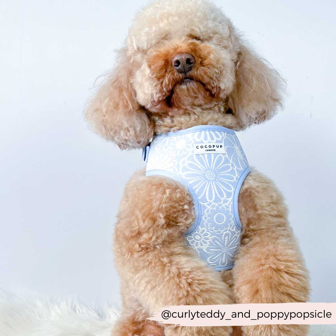 Baby Blue Flower Luxe Harness / COCOPUP