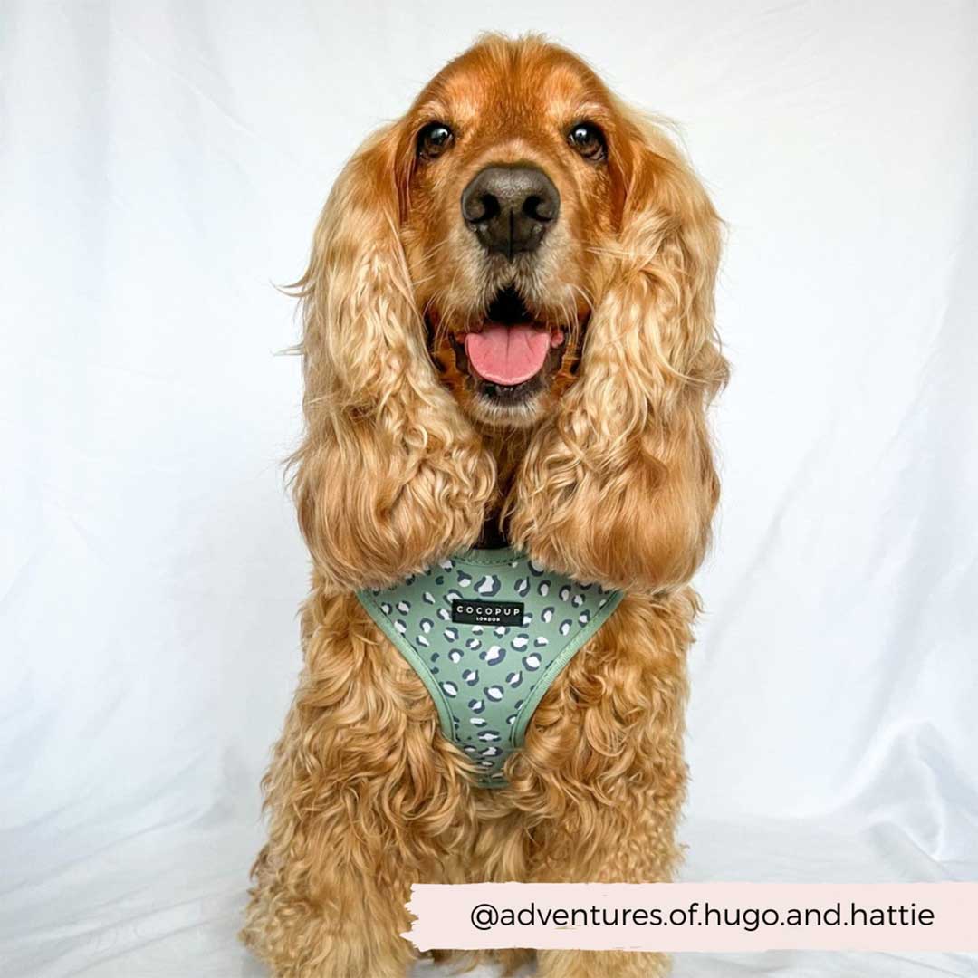 Sage Leopard Harness / COCOPUP