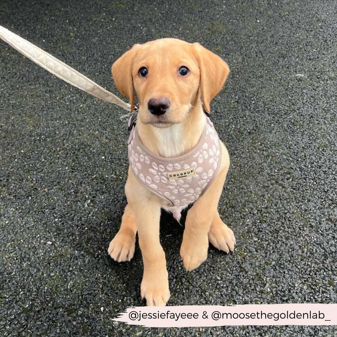 Mocha Flower Luxe Harness / COCOPUP