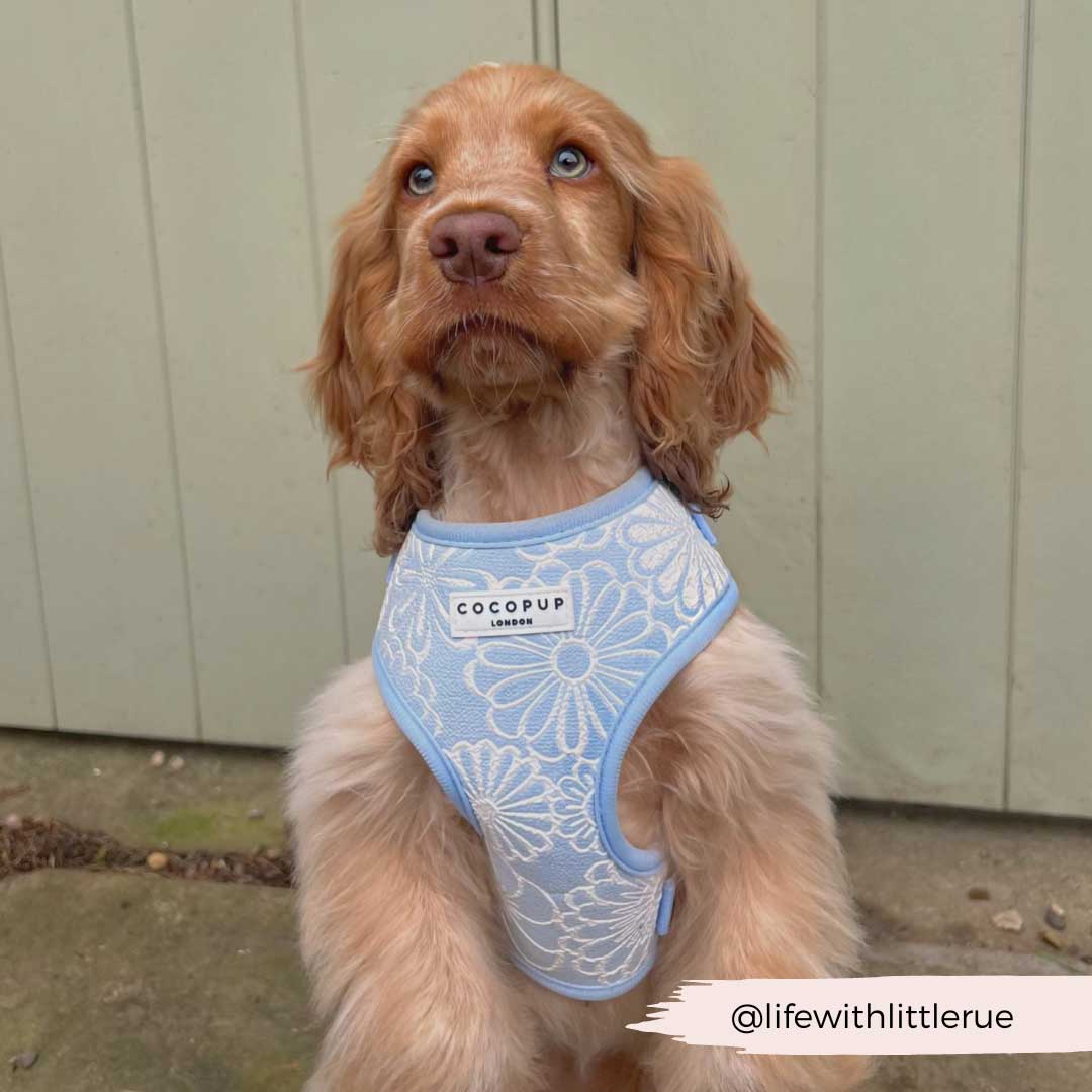 Baby Blue Flower Luxe Harness / COCOPUP