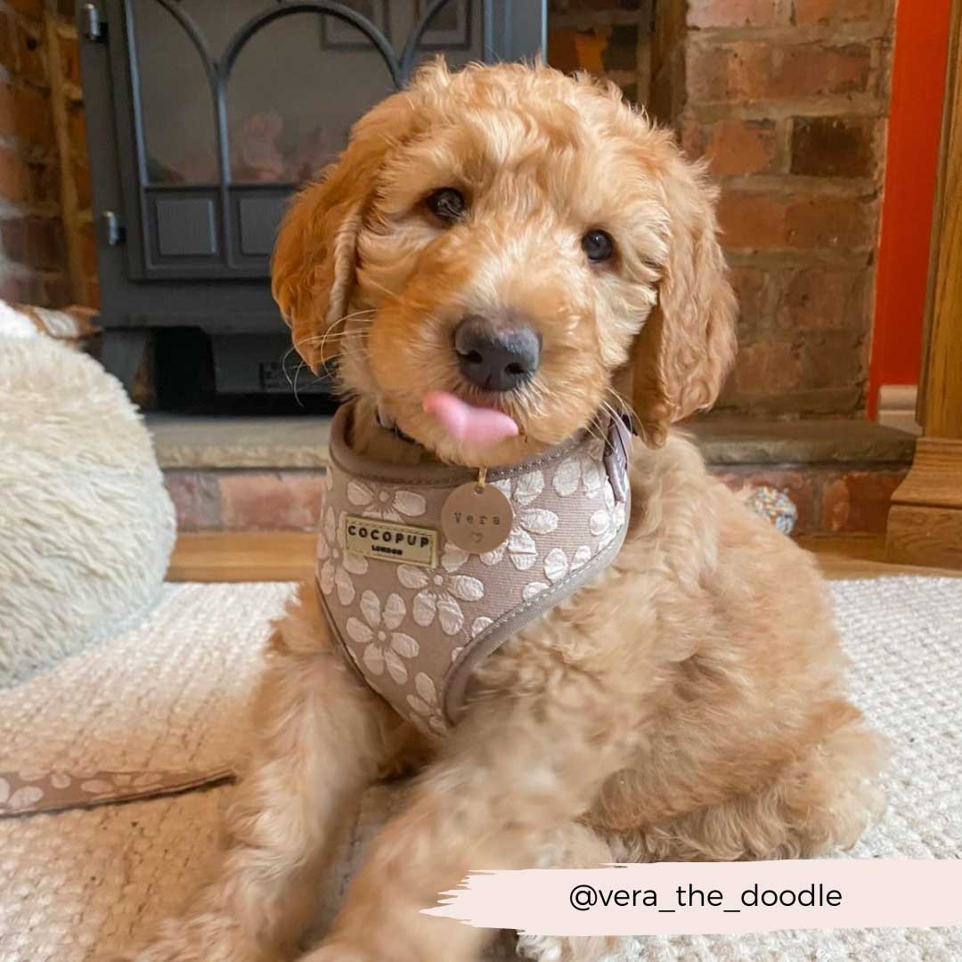Mocha Flower Luxe Harness / COCOPUP