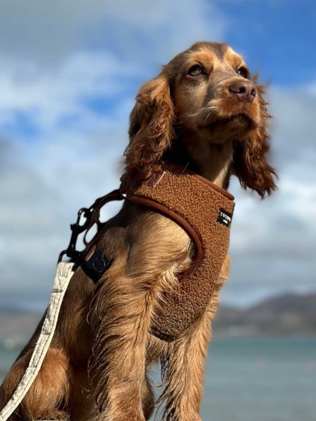 Teddy Brown Soft Harness / COCOPUP