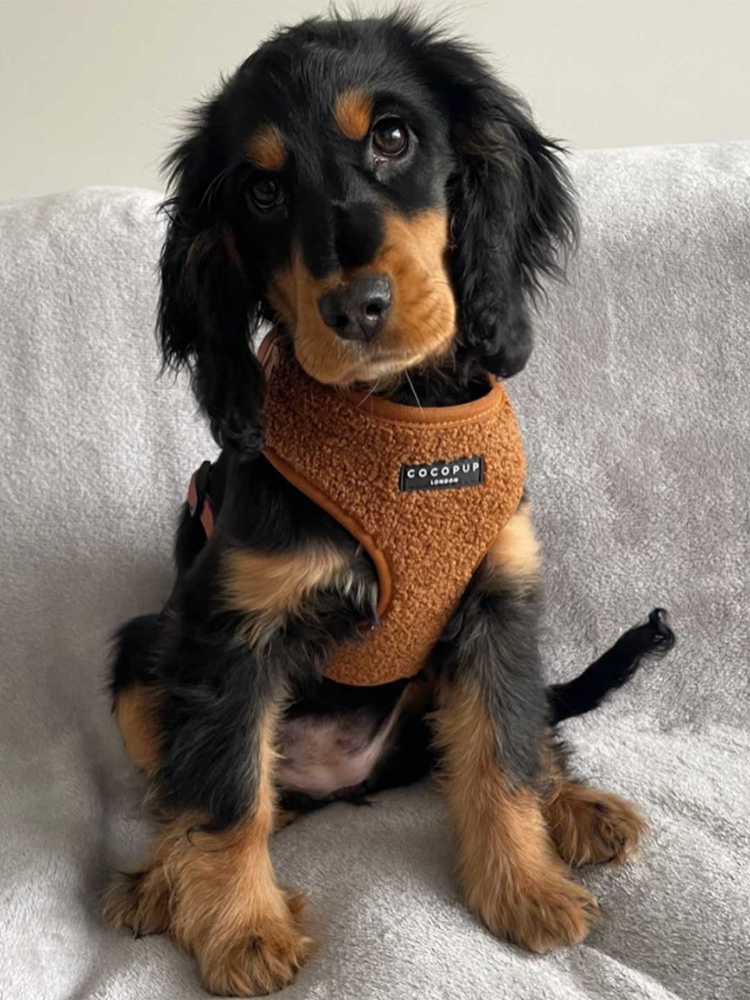 Teddy Brown Soft Harness / COCOPUP