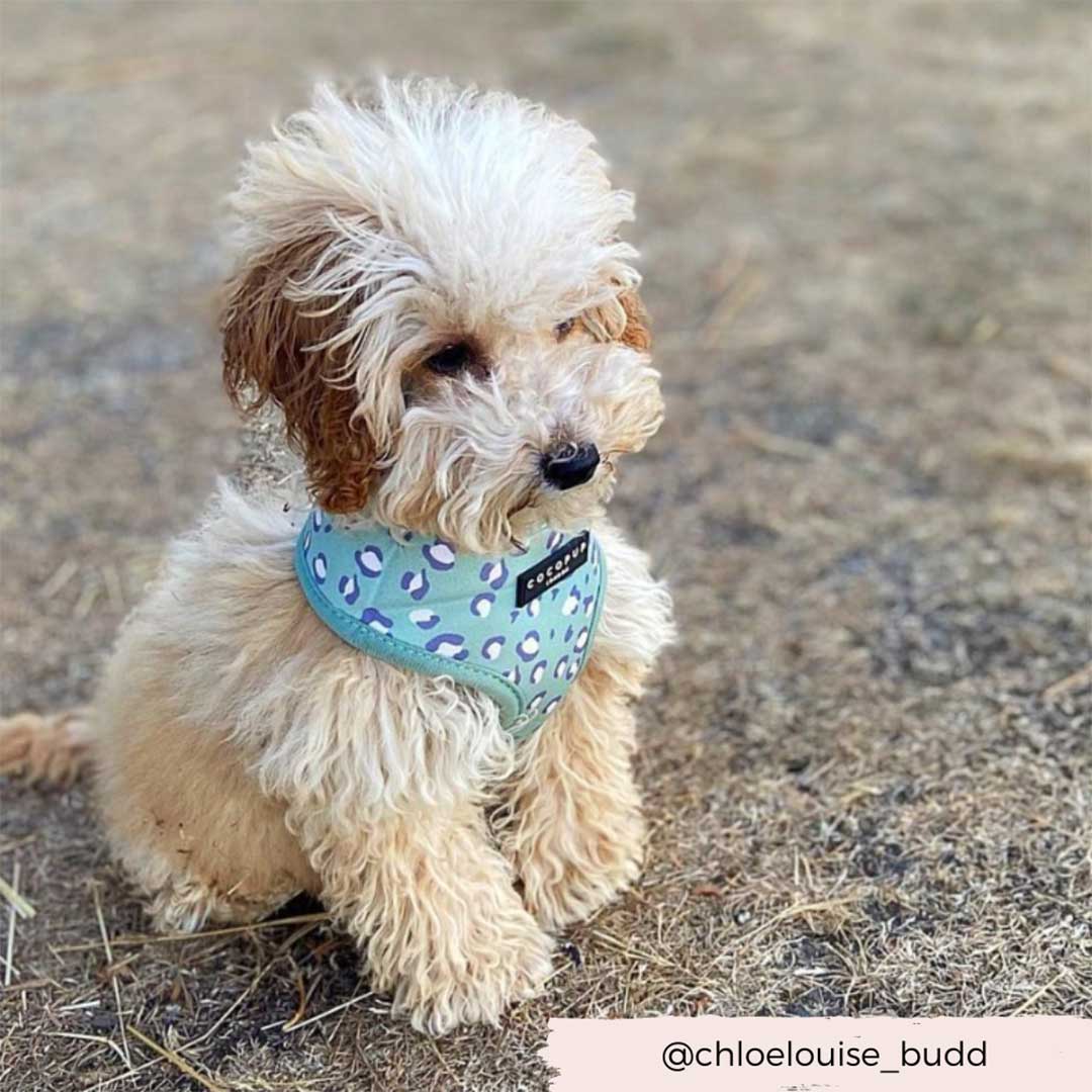 Sage Leopard Harness / COCOPUP