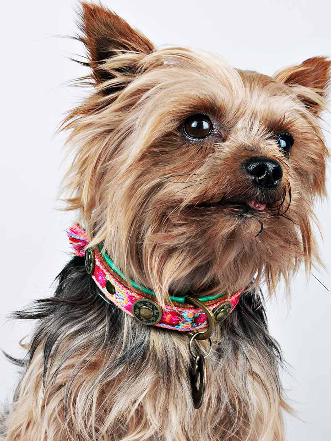 BOHO ROSA DOG COLLARS / DOG WITH A MISSION
