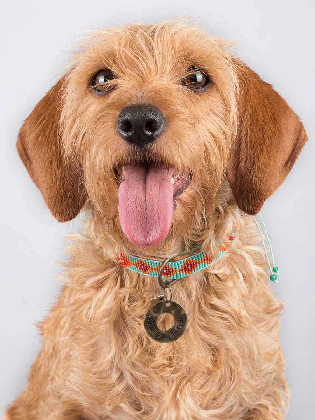 Paddy Lee Dog Collar / DOG WITH A MISSION