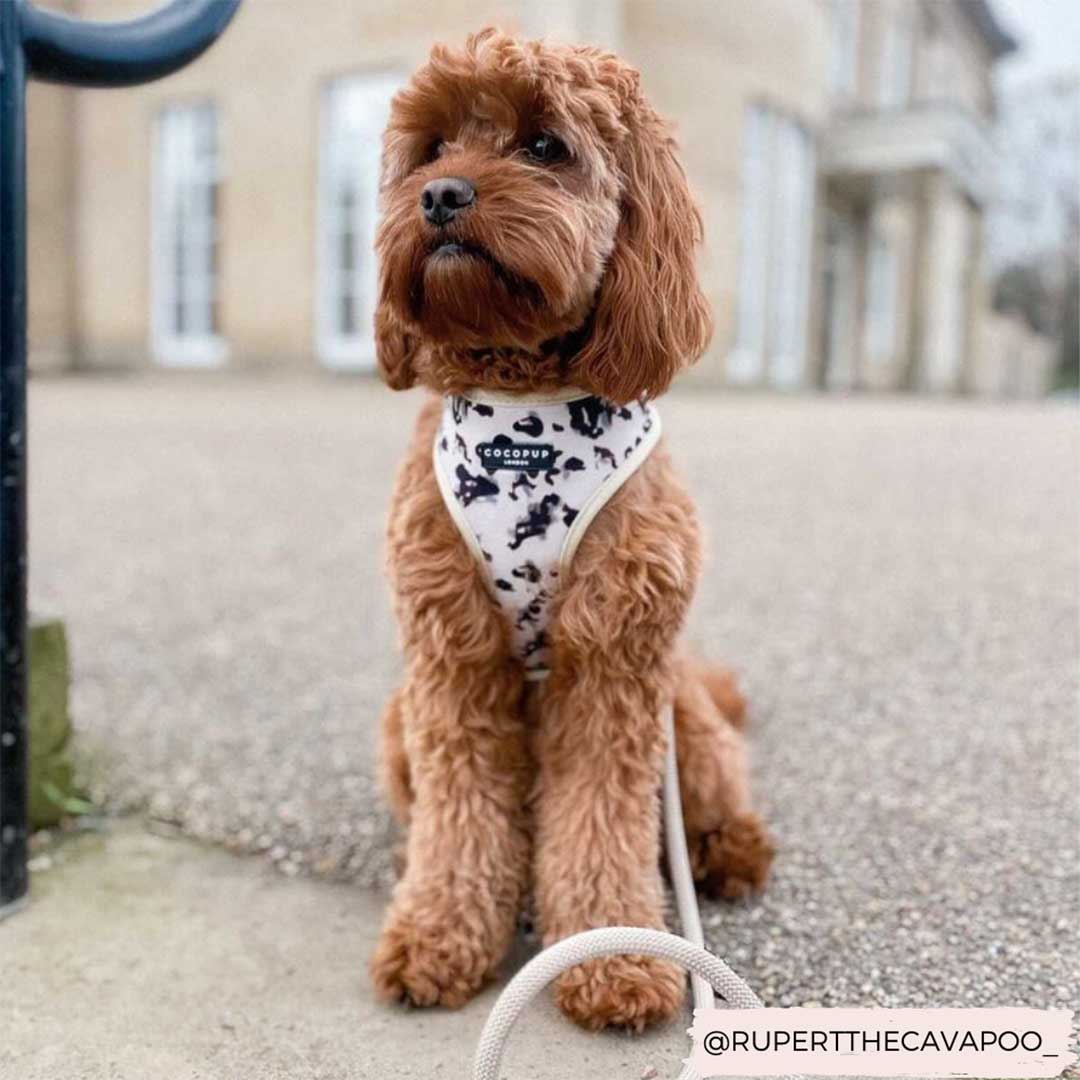 Ivory Tote Harness & Puppy Lead Set / COCOPUP
