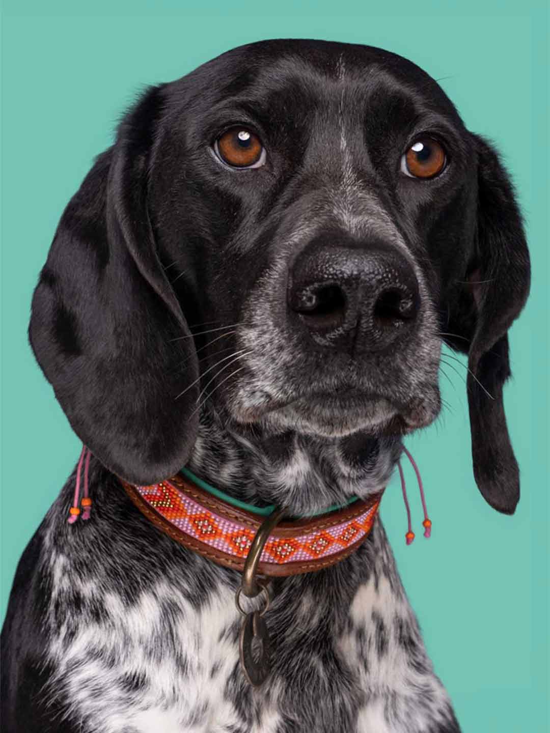 Sweet May Dog Collar / DOG WITH A MISSION