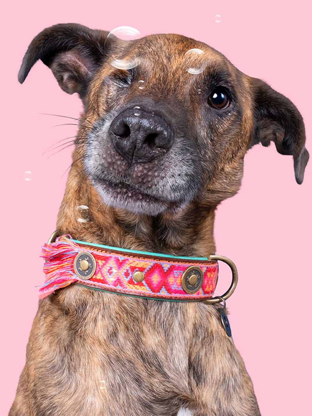 BOHO ROSA DOG COLLARS / DOG WITH A MISSION