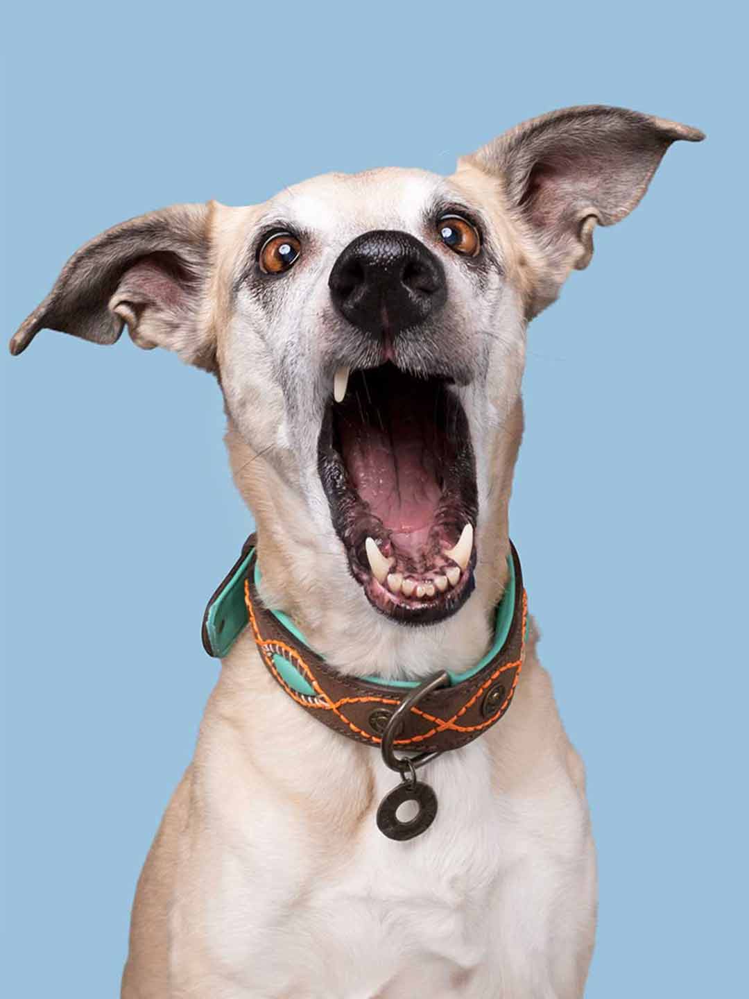 Joplin Dog Collar / DOG WITH A MISSION