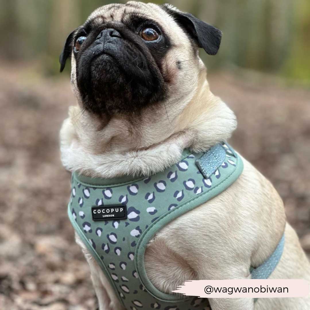 Sage Leopard Harness / COCOPUP