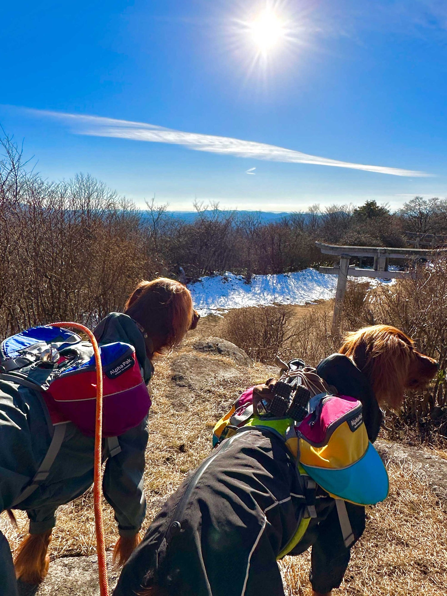 犬と登山、犬とハイキング、犬のリュック