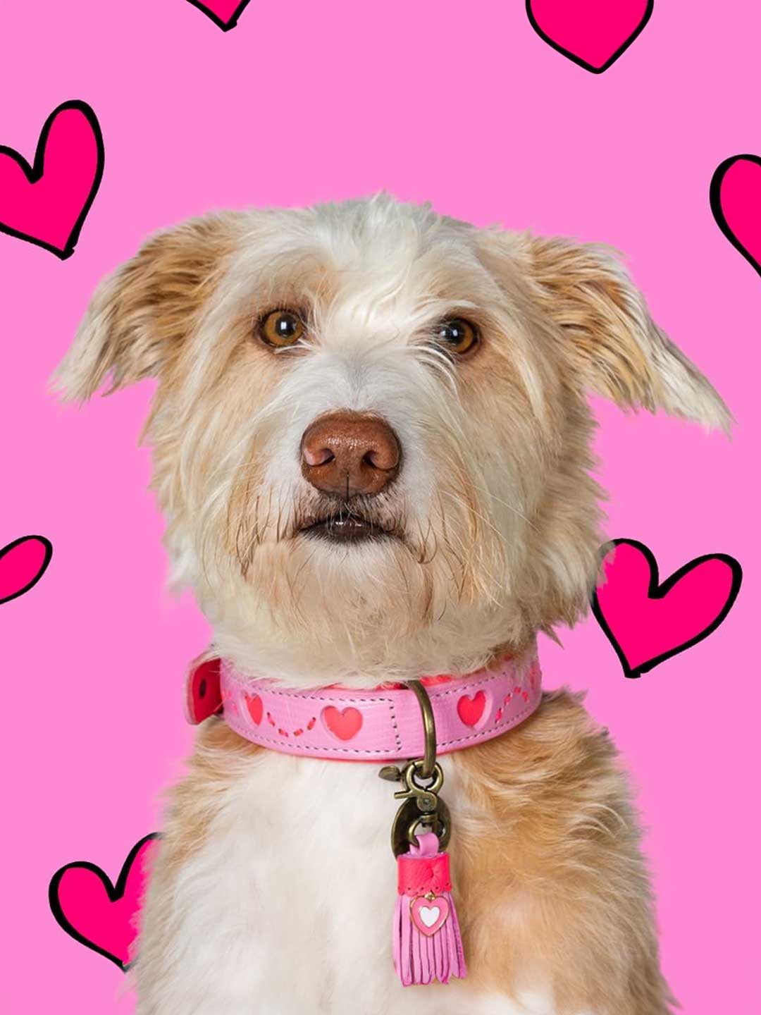 【予約】Pink Sweety ピンクスウィーティー・ドッグカラー / DOG WITH A MISSION