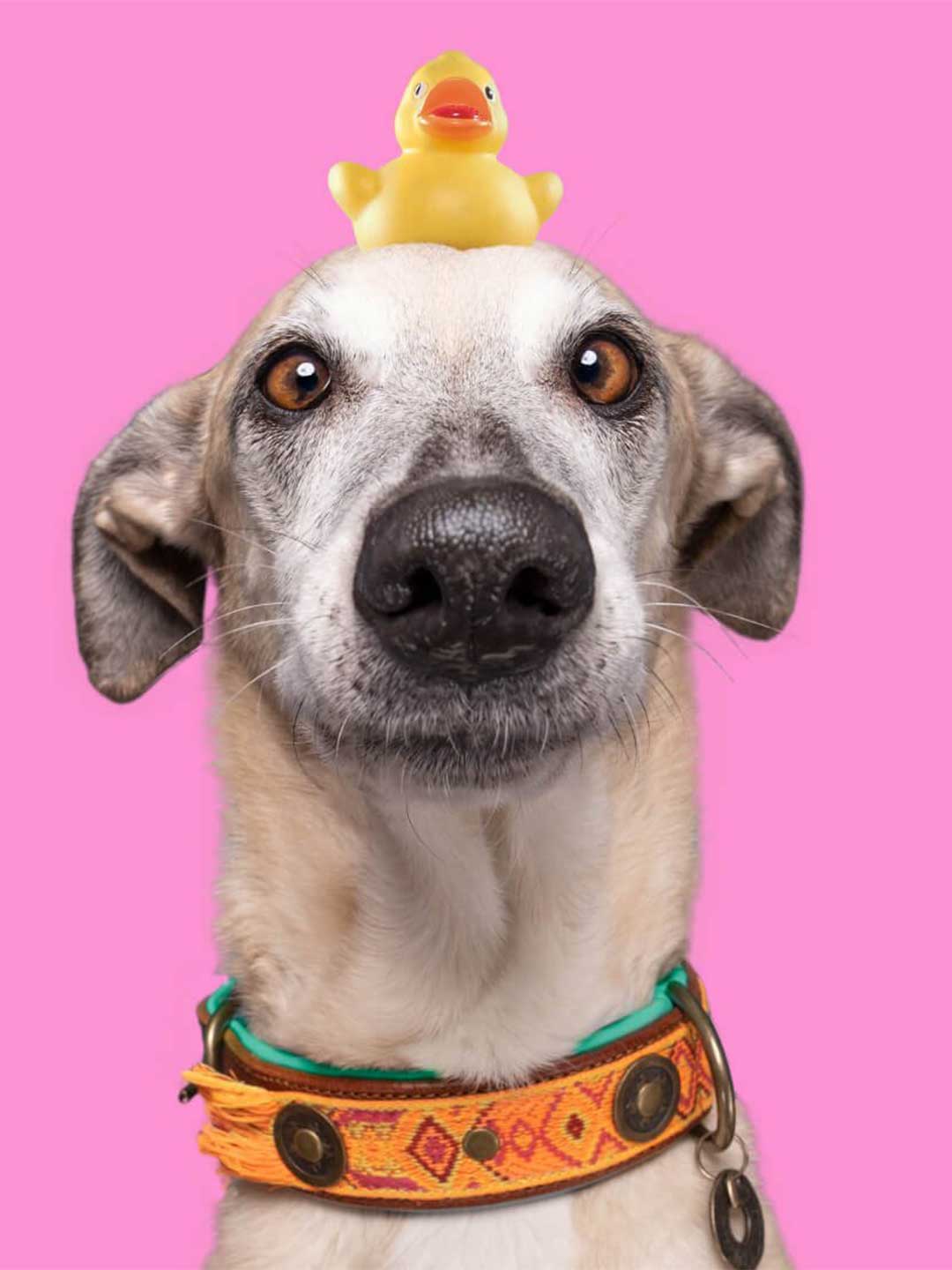 【予約】Boho Chica ボーホーチカ・ドッグカラー / DOG WITH A MISSION