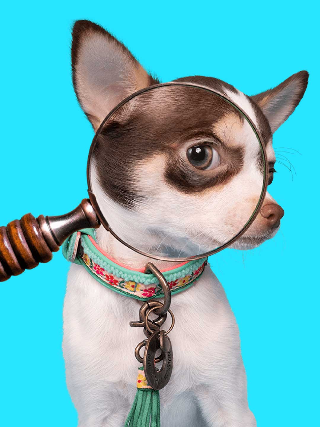 Bella Mini Dog Collar / DOG WITH A MISSION