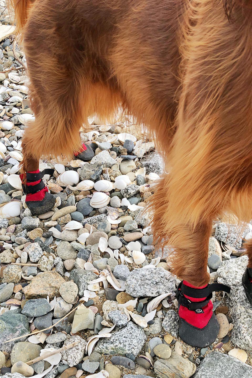 Durable Dog Boots オールラウンド・ドッグブーツ / Ultra Paws