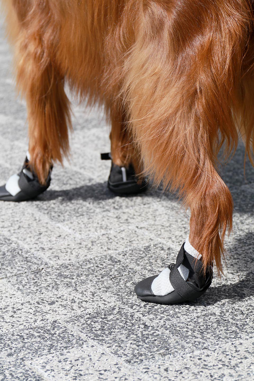 Ultra Cool Dog Boots ウルトラクール・ドッグブーツ / Ultra Paws