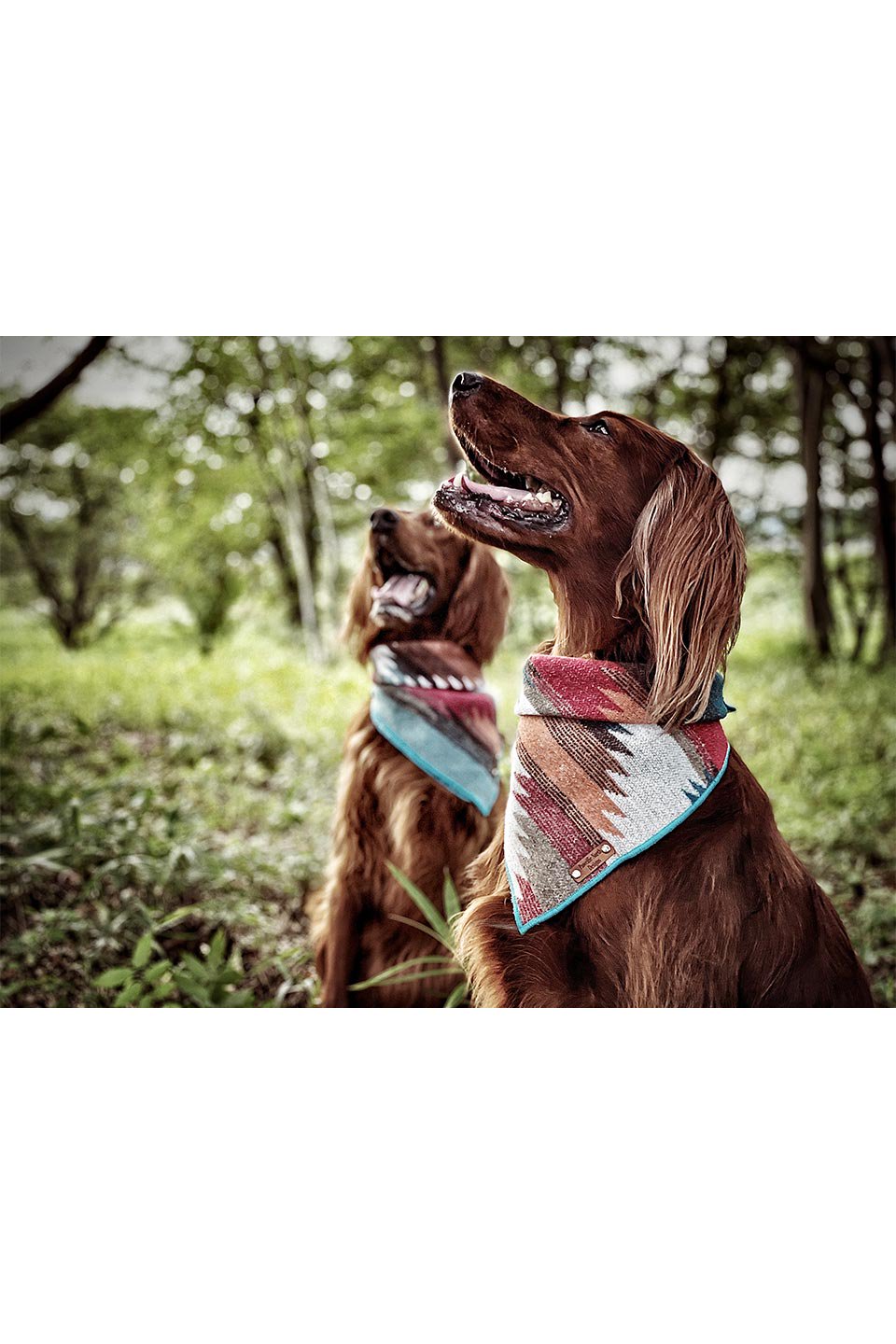 Serengeti Snap On Dog Bandana セレンゲッティ・スナップバンダナ / Pawcific North Designs