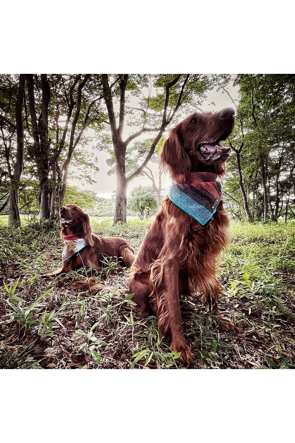 Serengeti Snap On Dog Bandana セレンゲッティ・スナップバンダナ / Pawcific North Designs