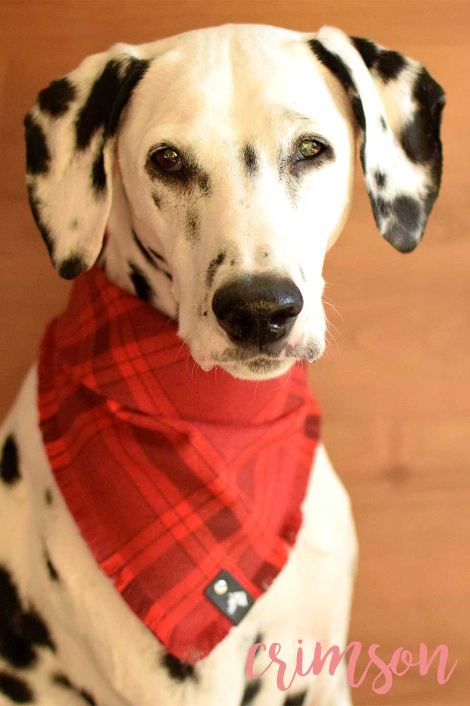 Crimson Fringed Flannel Dog Bandana クリムゾン・フリンジドッグバンダナ / DOGDOG GOOSE