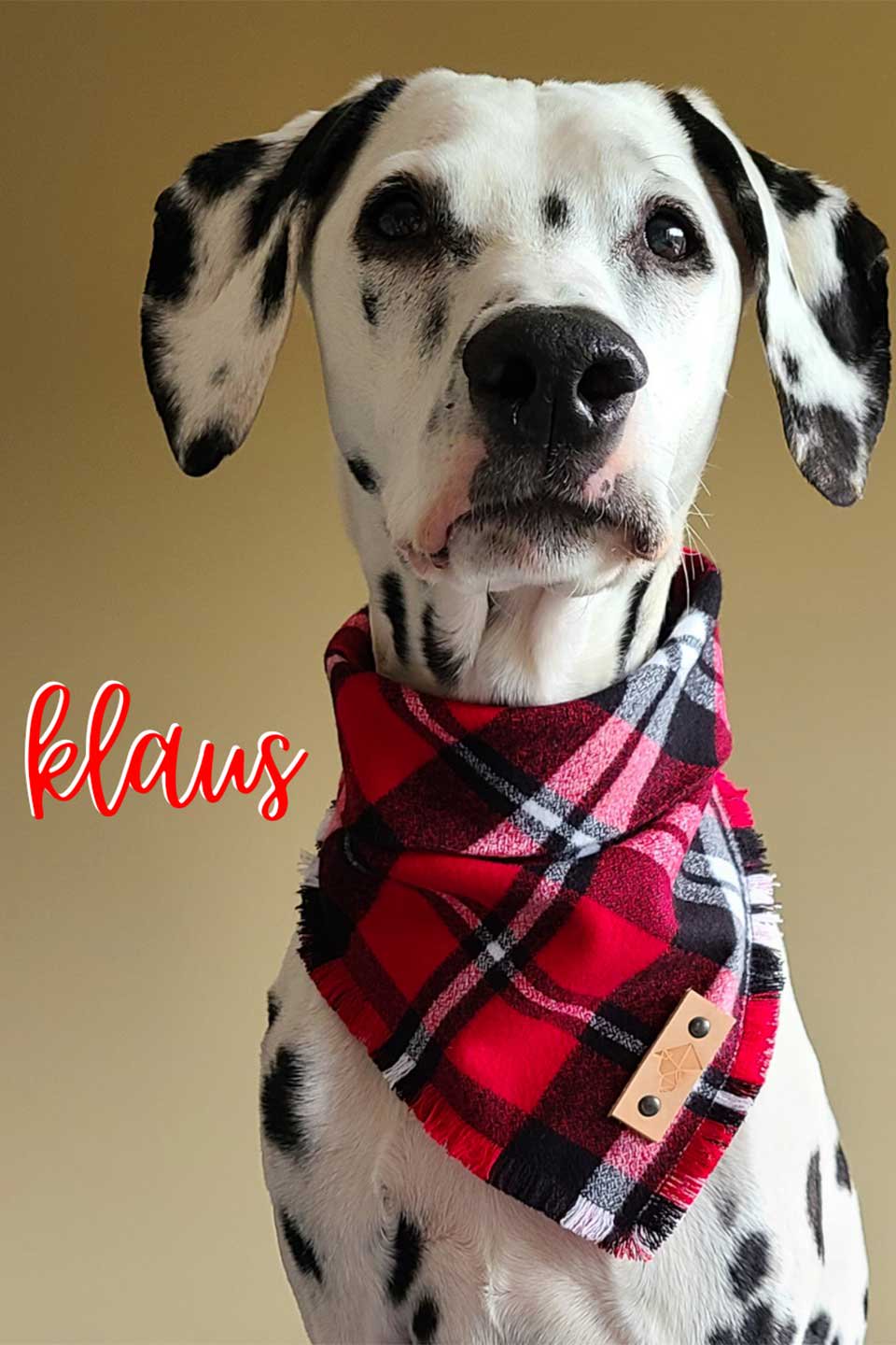 Klaus Fringed Flannel Dog Bandana クラウス・フリンジドッグバンダナ / DOGDOG GOOSE