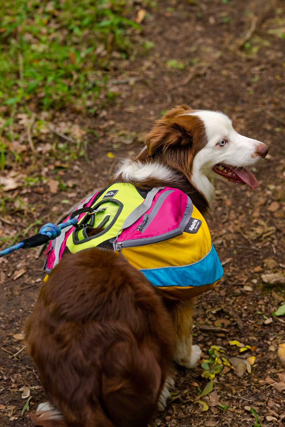 Wanderer Dog Backpack / Alpha Pak
